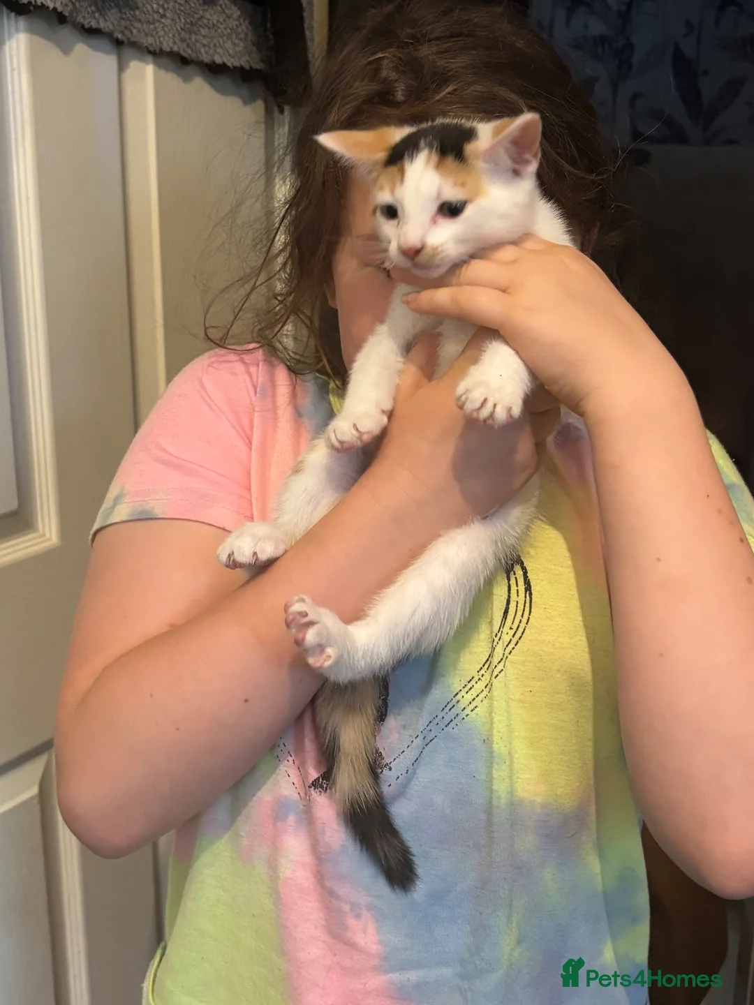 Mixed Breed cats for sale: Beautiful Kittens looking for loving home  - Advert 2