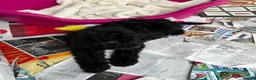Cockapoo dogs for sale: F1 beautiful miniature cockapoos  - Advert 5