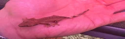 Gecko reptiles for sale: Mixed crested gecko babies  - Advert 4