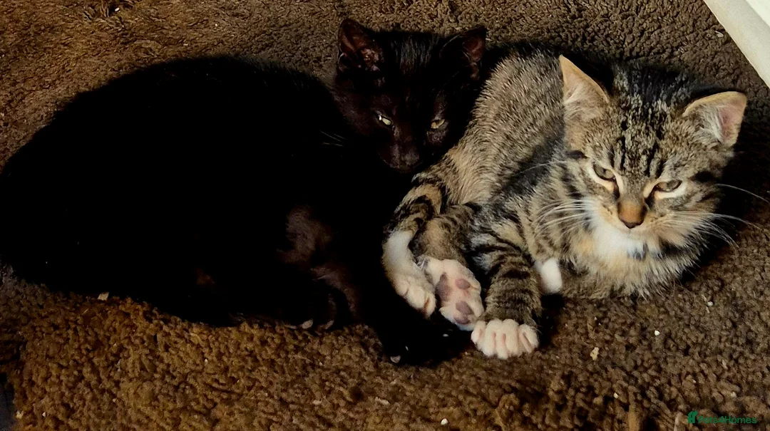 Mixed Breed cats for sale: 1 girl & 1 boy in Coventry - Advert 6