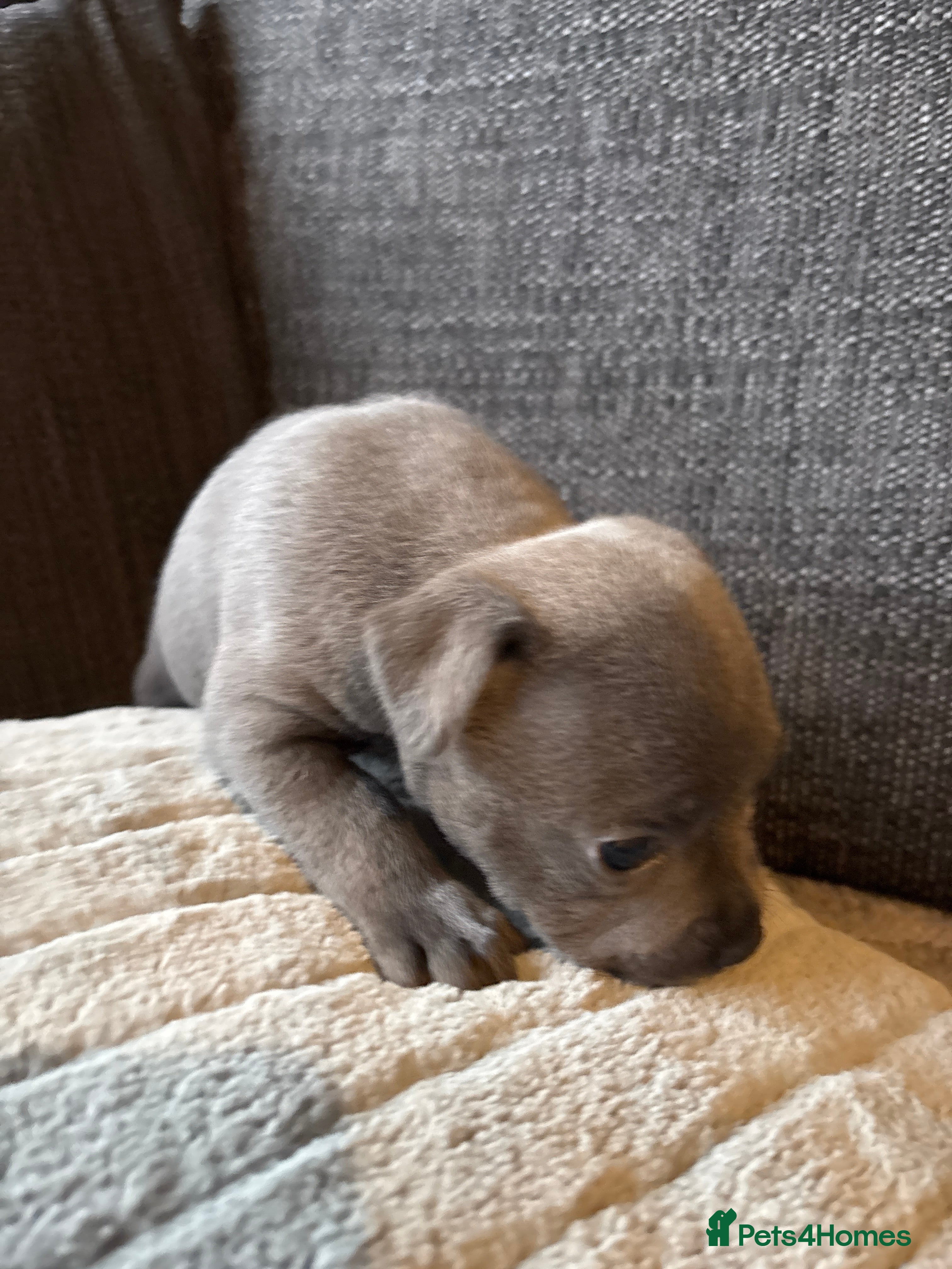 Staffordshire Bull Terrier dogs Beautiful litter of Staffordshire bull terrier  - Advert 11