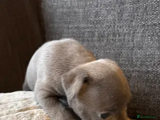 Staffordshire Bull Terrier dogs Beautiful litter of Staffordshire bull terrier - Advert 11