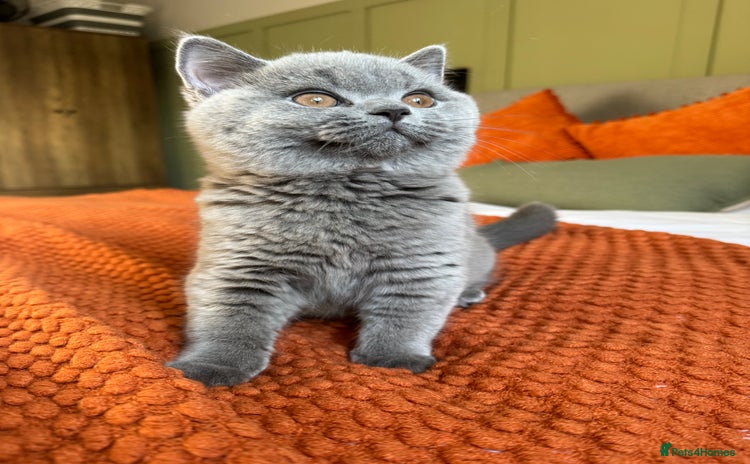 British Shorthair cats - Advert 15