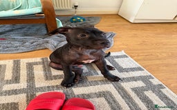 Staffordshire Bull Terrier dogs for sale: Staffy Puppy's for sell in Liverpool - Image 18
