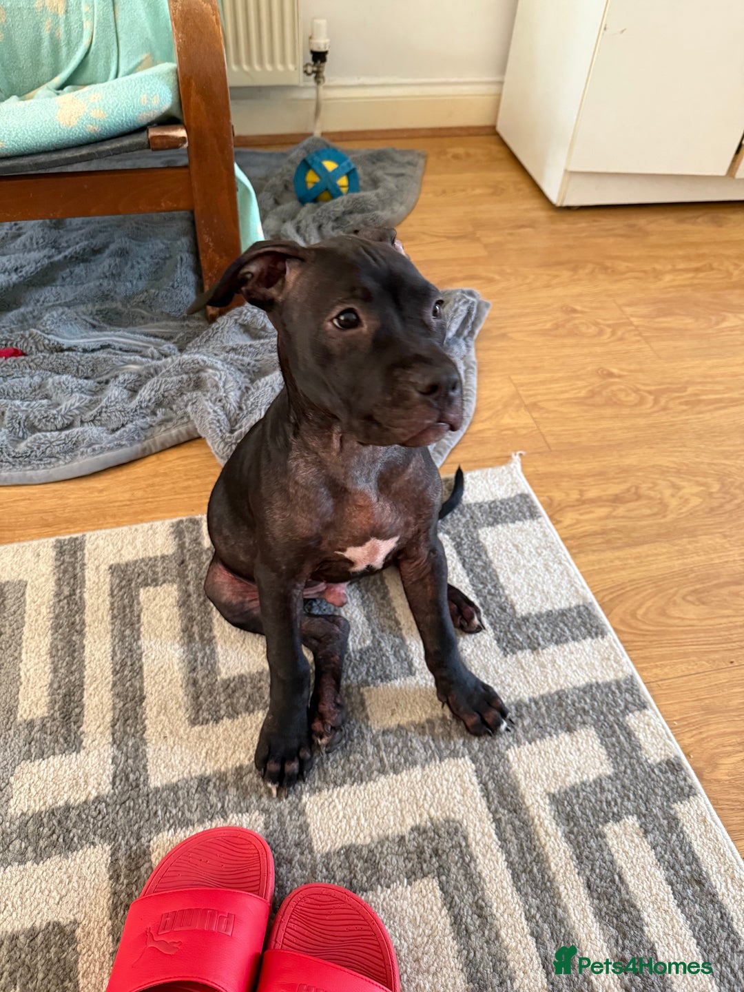 Staffordshire Bull Terrier dogs for sale: Staffy Puppy's for sell in Liverpool - Image 18