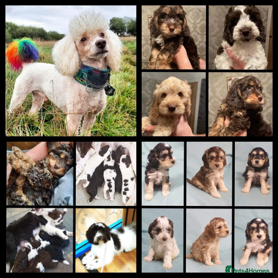 Poodle dogs for stud: KC registered miniature poodle stud in Bolton - Advert 2