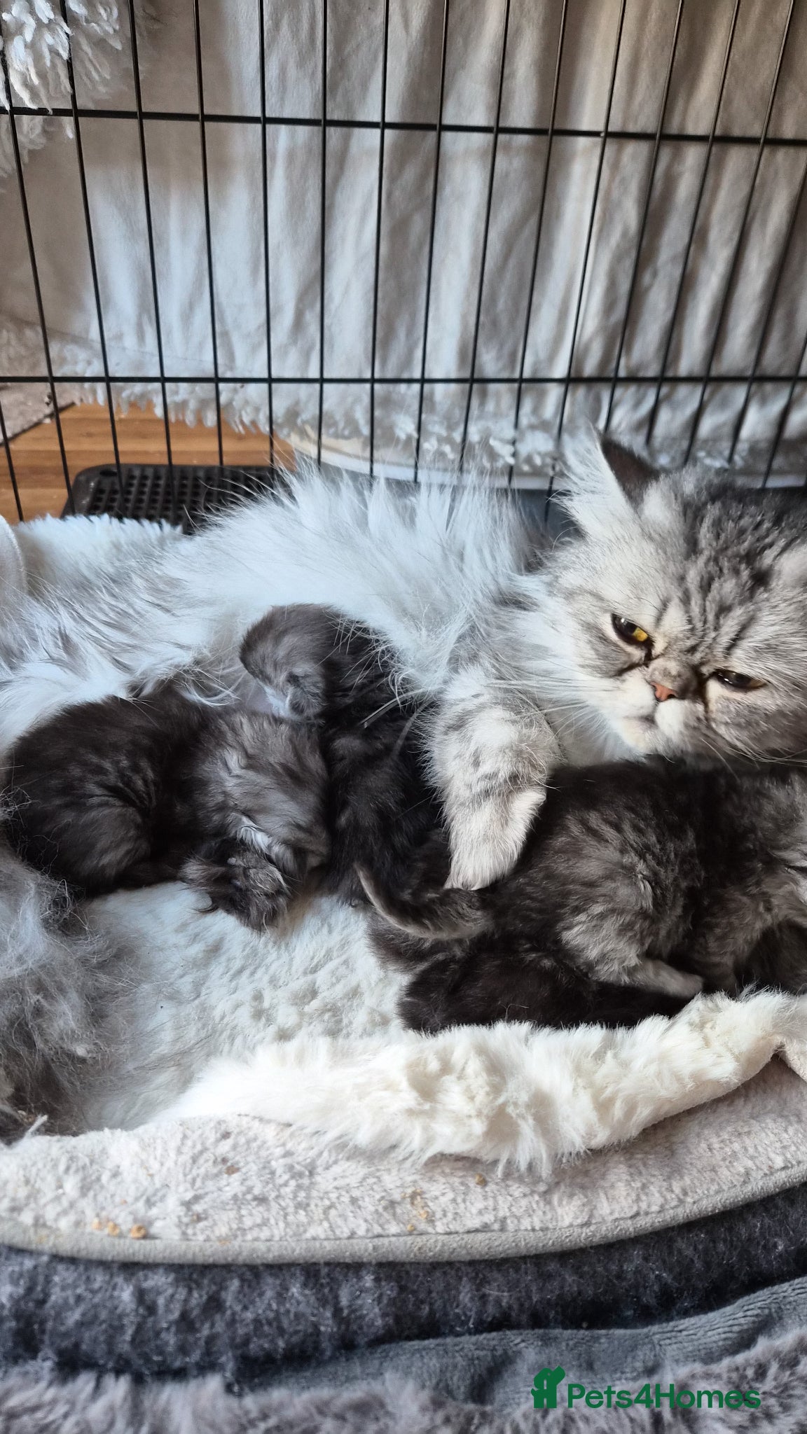 Persian cats Beautiful Persian chinchilla kittens 5 wks - Advert 4