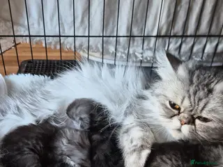 Persian cats Beautiful Persian chinchilla kittens 5 wks - Advert 1