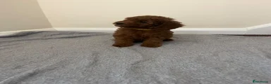 Miniature Poodle 3
