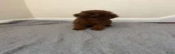 Miniature Poodle dogs for sale: Miniature poodle puppies  - Advert 3