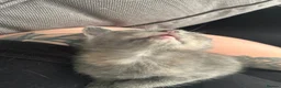 British Shorthair cats for sale: Stunning British short hair kittens - Advert 9
