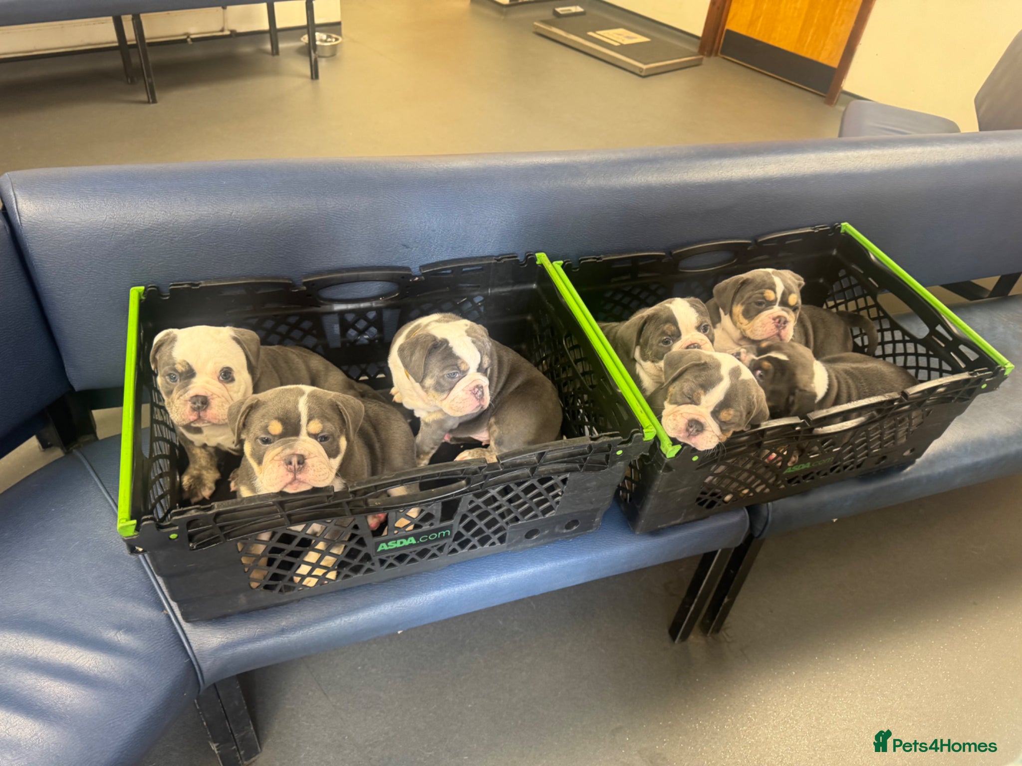 Dorset Olde Tyme Bulldogge dogs Beautiful true to the breed amazing quality🦍 - Advert 2