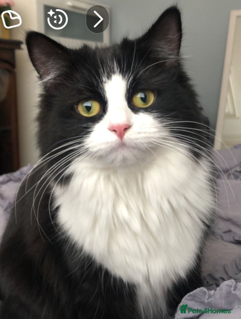 Mixed Breed cats Sweet cats looking for a good house - Advert 2
