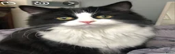 Mixed Breed cats for sale: Sweet cats looking for a good house - Advert 1