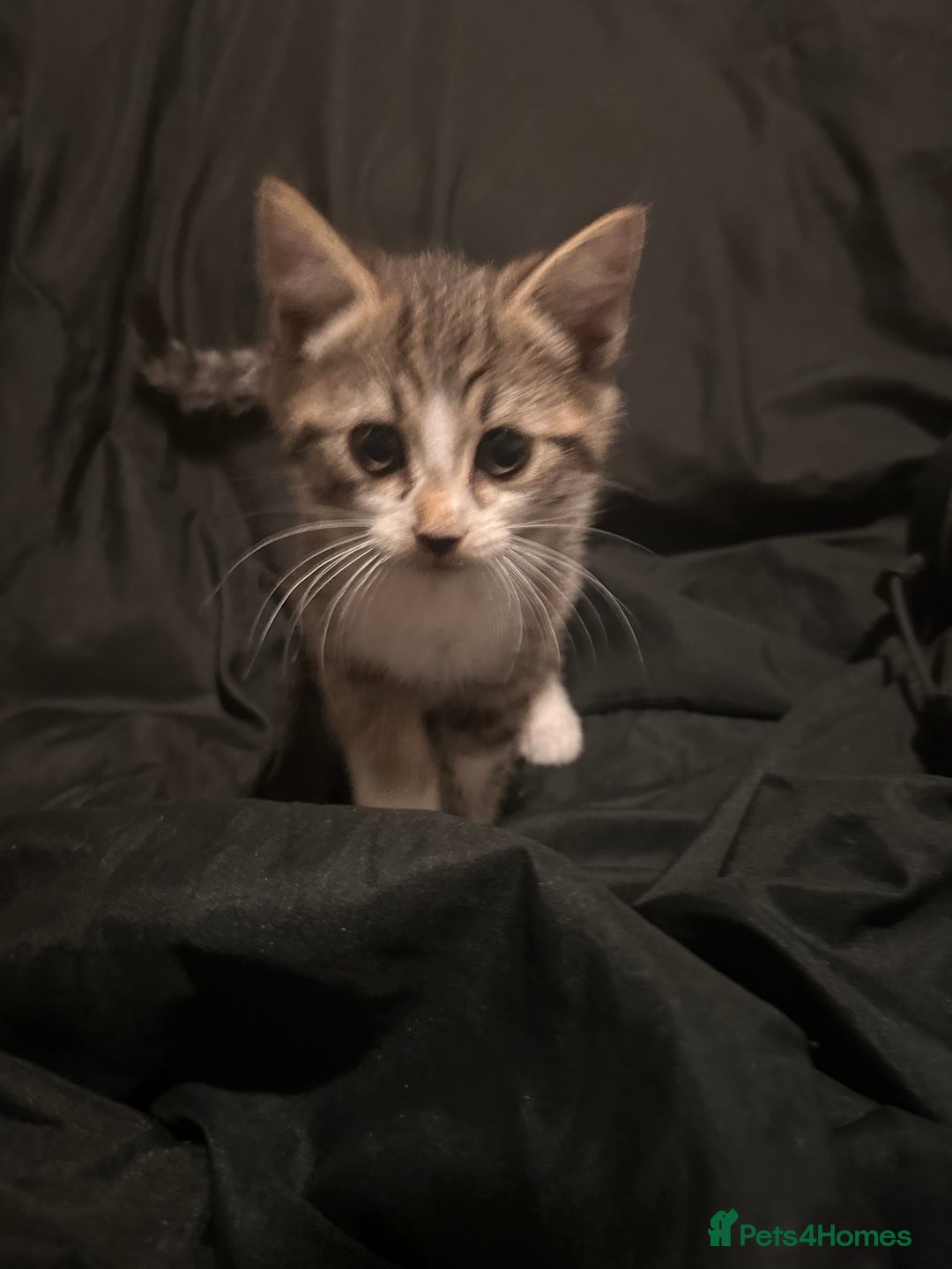 Mixed Breed cats for sale: Bengal mixed kittens  - Advert 10