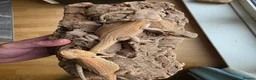 Bearded Dragon reptiles for sale: Baby Bearded Dragon  in Edinburgh - Advert 4