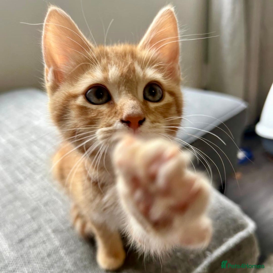 Mixed Breed cats for sale: 3 left - pedigree cross mixed breed kittens - Image 3