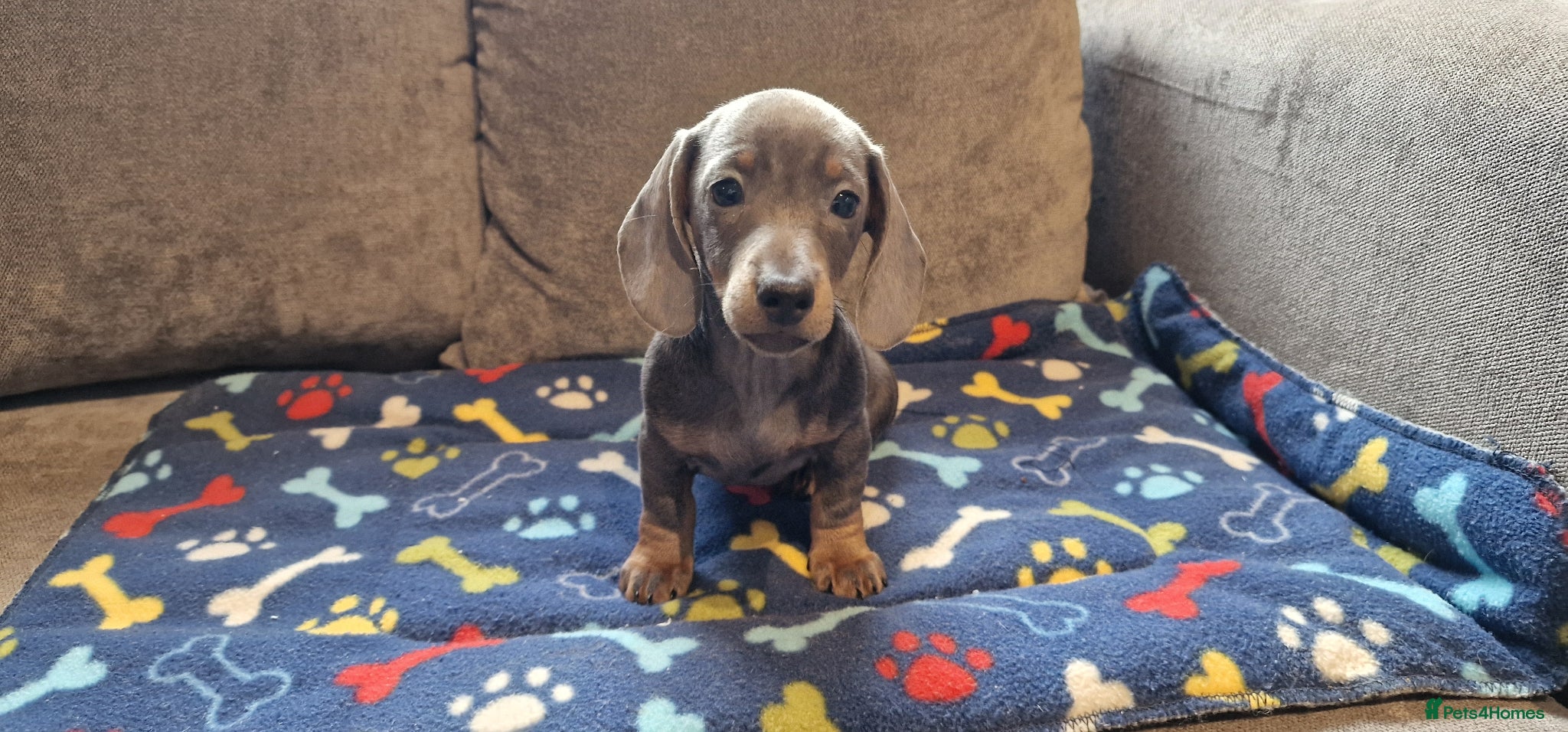 Miniature Dachshund dogs Ready to Leave  1 male 1 female - Advert 4