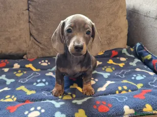Miniature Dachshund dogs Ready to Leave 1 male 1 female - Advert 4