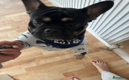 Mixed Breed dogs for sale: Stanley-French bulldog x English bulldog - Image 4