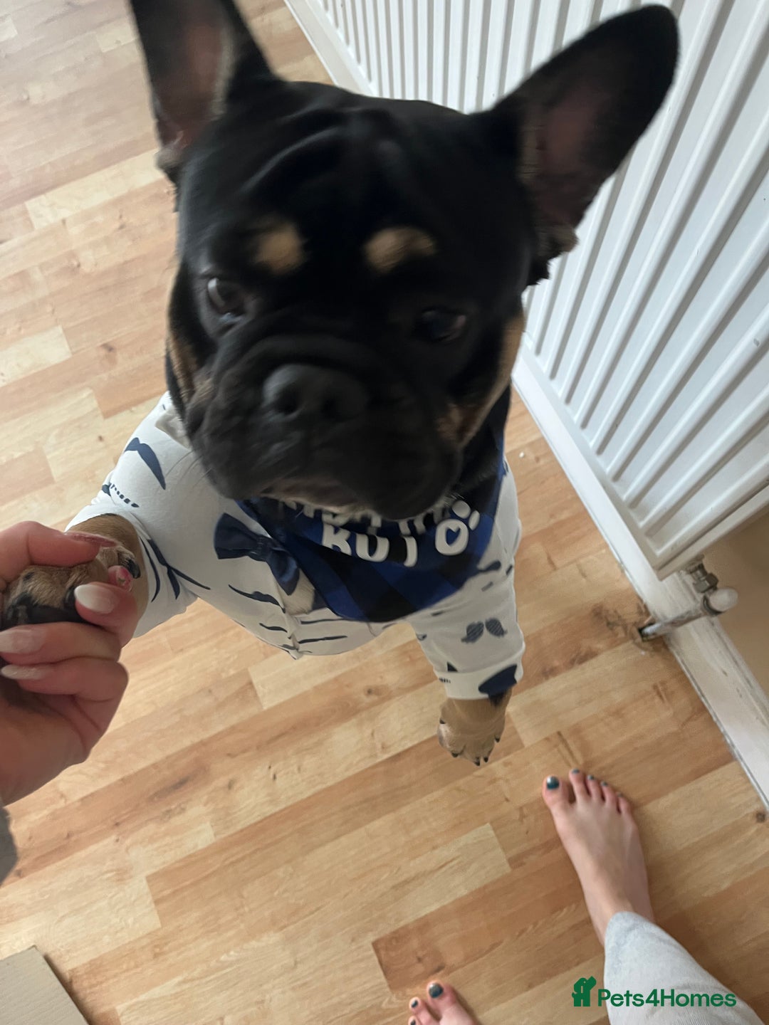 Mixed Breed dogs for sale: Stanley-French bulldog x English bulldog - Image 4