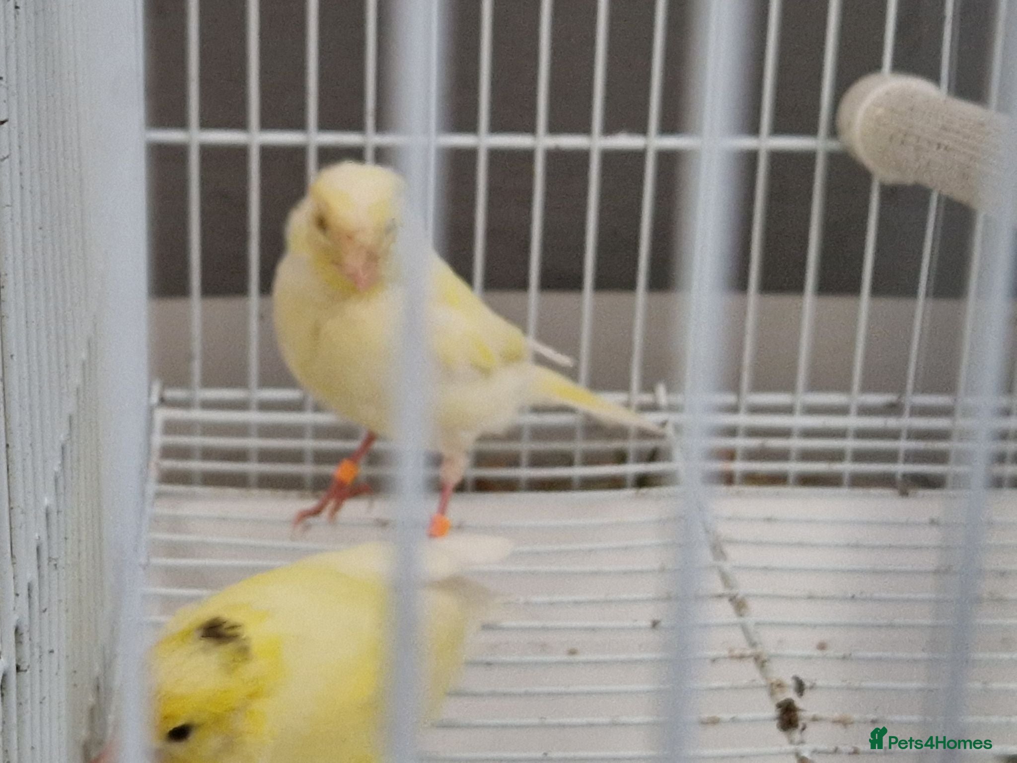 Canaries birds Beautiful 2026 canaries mostly yellow - Advert 2