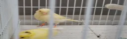 Canaries birds for sale: Beautiful 2026 canaries mostly yellow - Advert 2