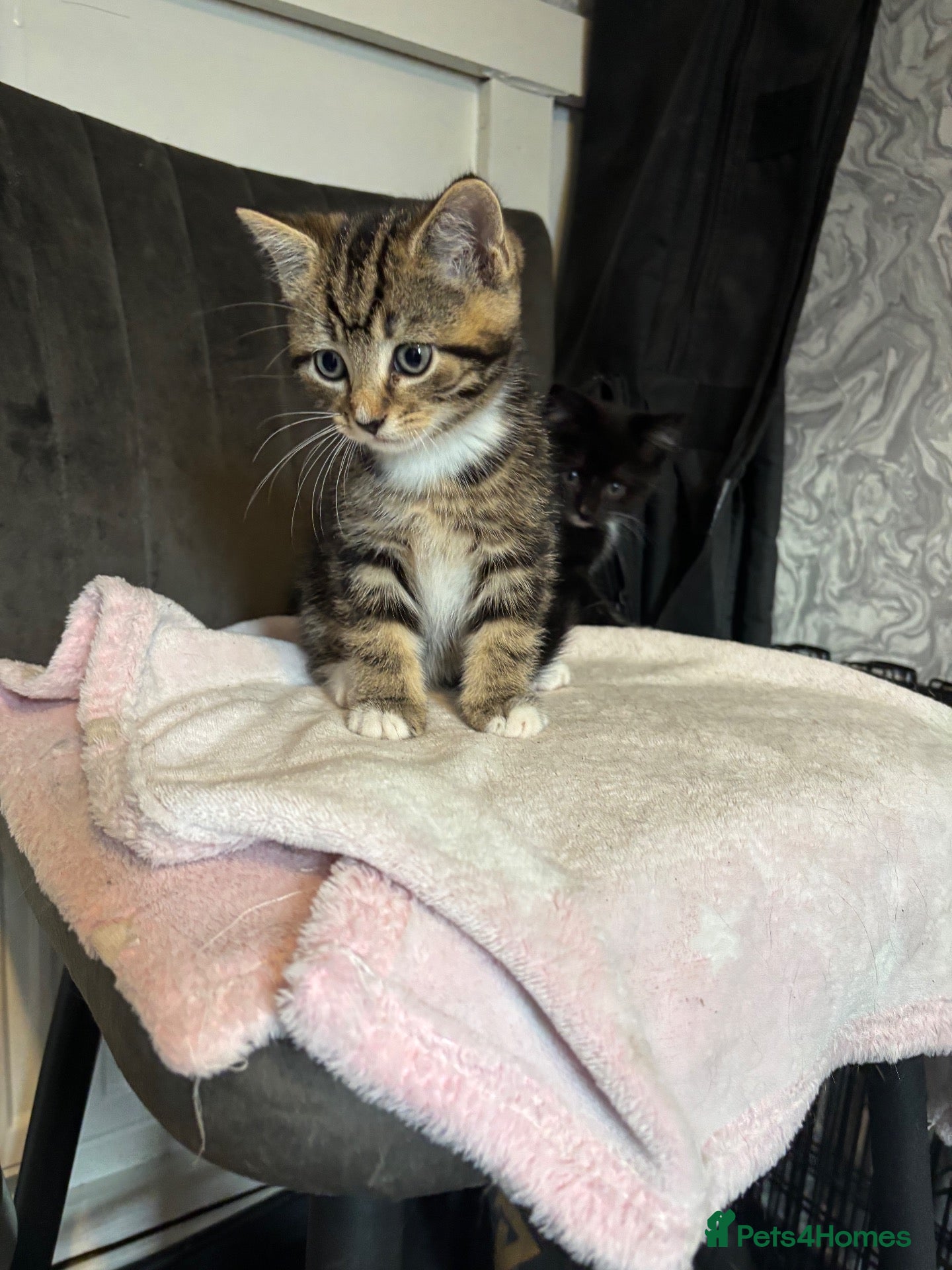 Mixed Breed cats Kittens for sale - Advert 11