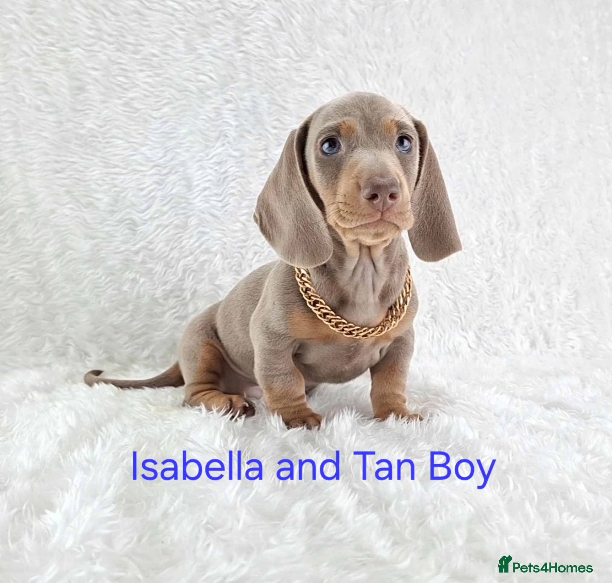Miniature Dachshund dogs Stunning Miniature Dachshund Puppies  - Advert 1