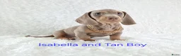 Miniature Dachshund dogs for sale: Stunning Miniature Dachshund Puppies  - Advert 7