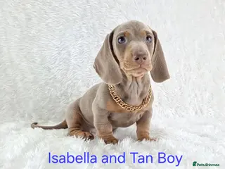 Miniature Dachshund dogs for sale: Stunning Miniature Dachshund Puppies - Advert 2