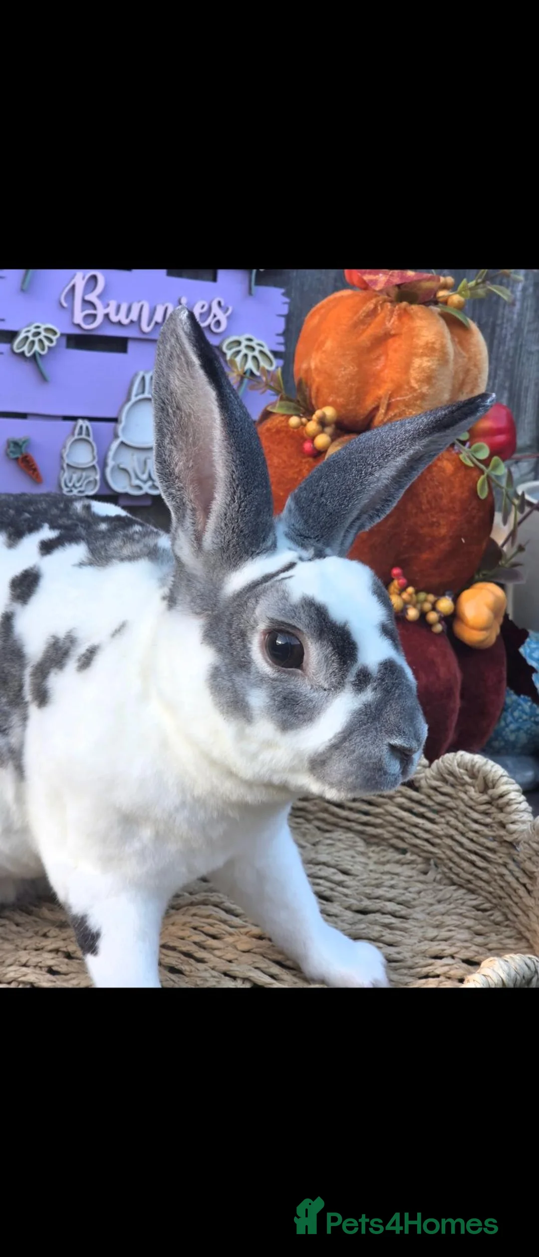 Rex rabbits for sale: Castor buck mini rex  - Advert 4