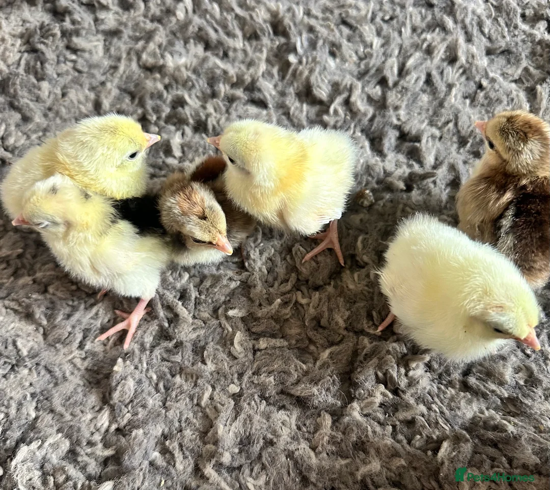 Chickens poultry for sale: Day old chicks - Advert 1