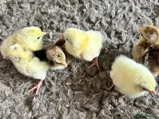 Chickens poultry Day old chicks - Advert 1