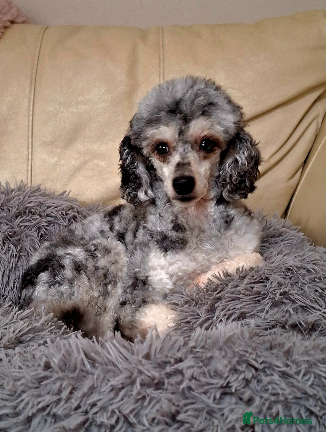 Maltipoo dogs for sale: 🐾🐾MALTIPOO WAITING LIST OPEN🐾🐾 - Advert 2