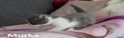 Mixed Breed cats for sale: 2 Affectionate British Shorthair Cross Kittens - Advert 35