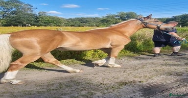 Welsh Section D horses - Advert 12