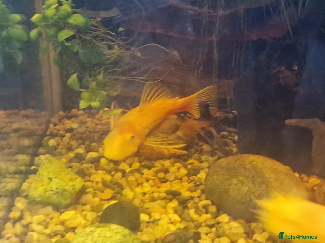 Plecos fish for sale: Male bristlenose plecs in Tadley - Advert 2