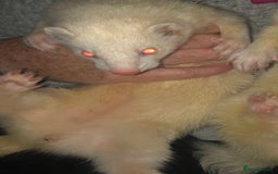 Ferret rodents for sale: Albino Ferrets - Advert 2