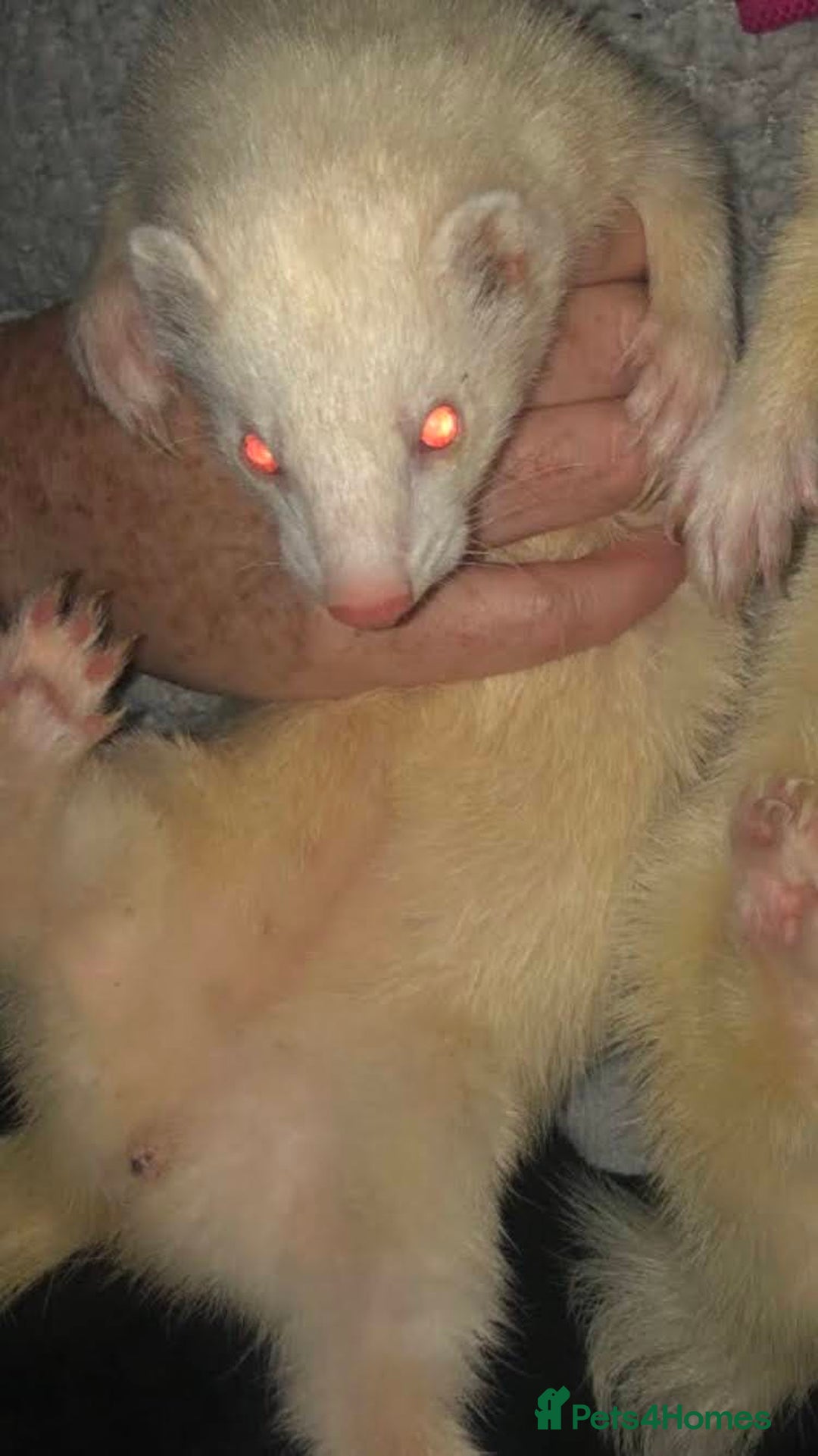 Ferret rodents for sale: Albino Ferrets - Advert 2