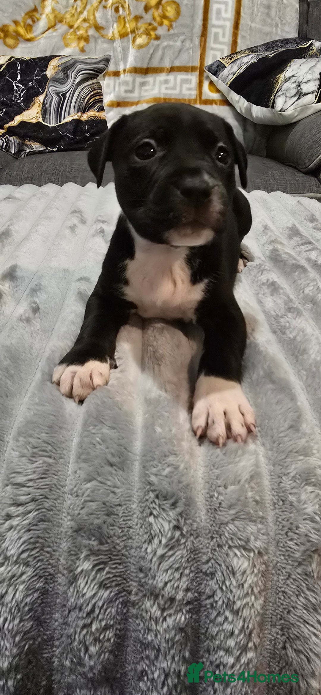 Mixed Breed dogs for sale: Staffy x Japanese akitas and cane corso pups - Advert 11