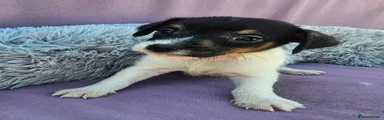 Jack Russell 3