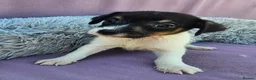 Jack Russell dogs for sale: Jack Russell puppies 🐶  - Advert 16
