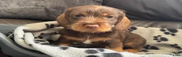 Dachshund dogs for sale: Stunning Kc standard wirehaired  - Advert 9