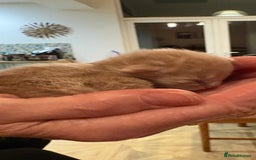 Maine Coon cats for sale: Maine Coon cuties - Advert 15