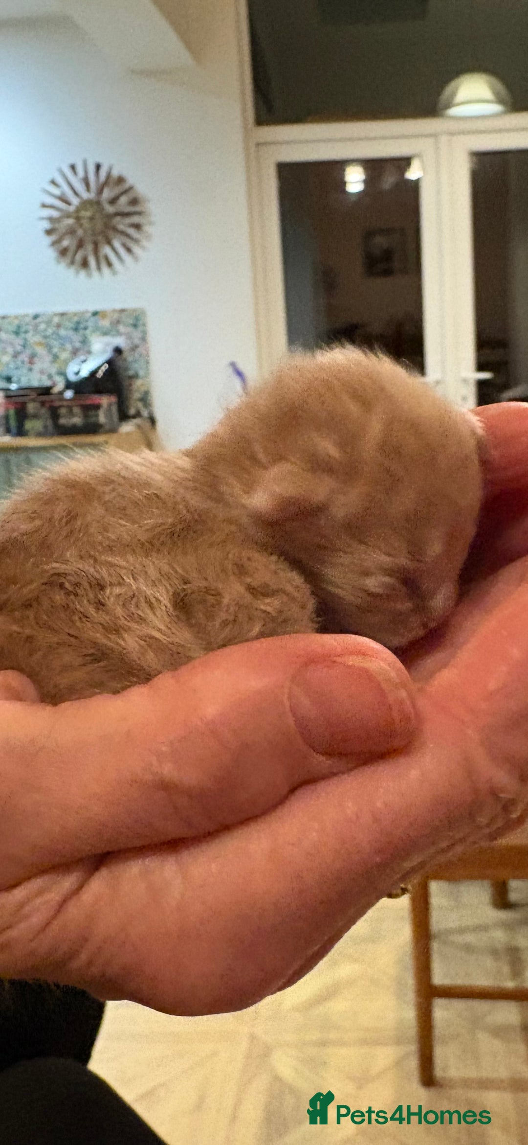 Maine Coon cats for sale: Maine Coon cuties - Advert 15