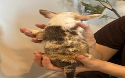 Chihuahua dogs for sale: 3 female and 1 male chihuahua puppies.  - Image 11