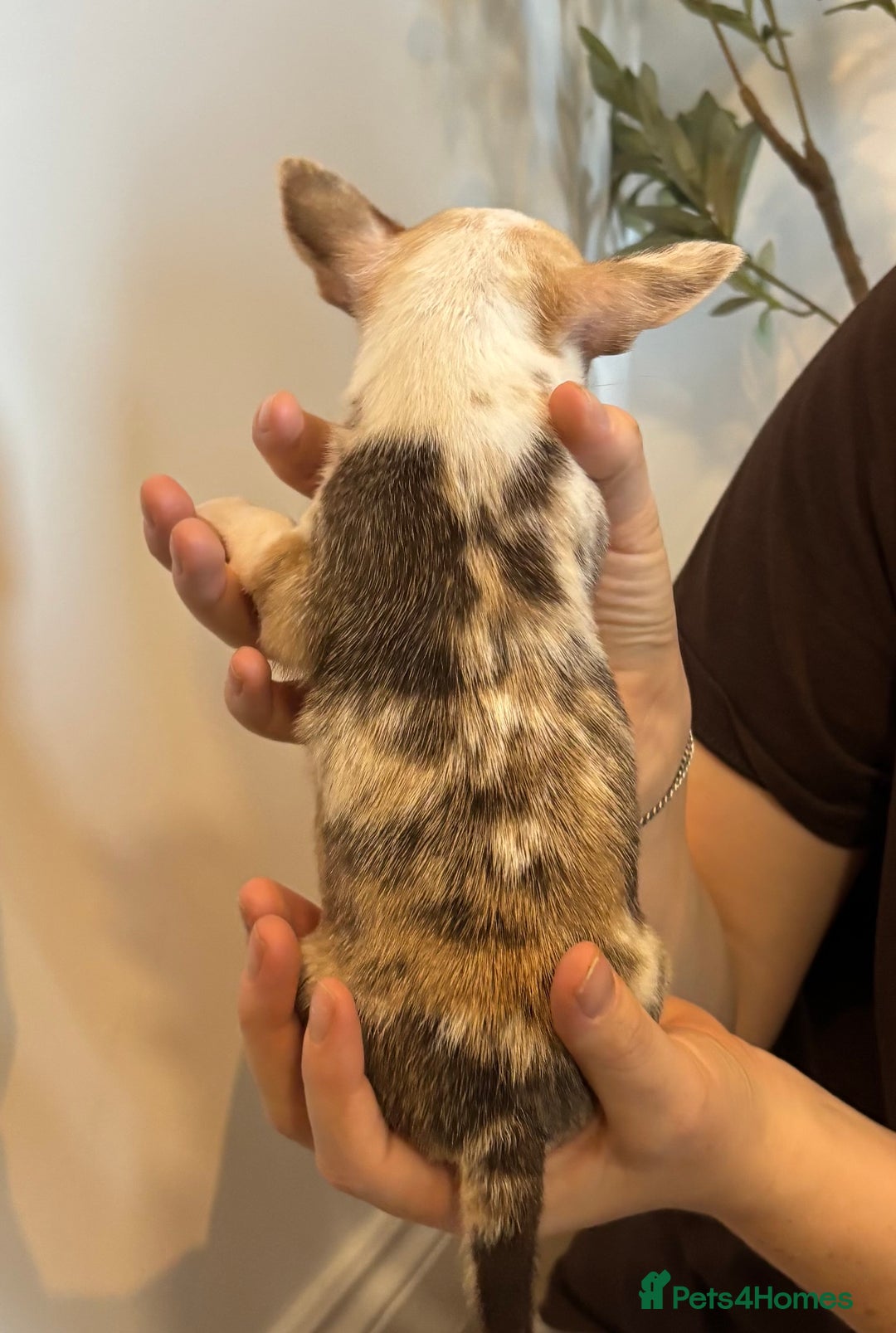 Chihuahua dogs for sale: 3 female and 1 male chihuahua puppies.  - Image 11