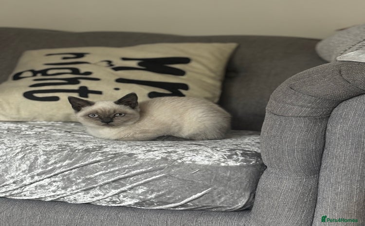 British Shorthair cats - Advert 1
