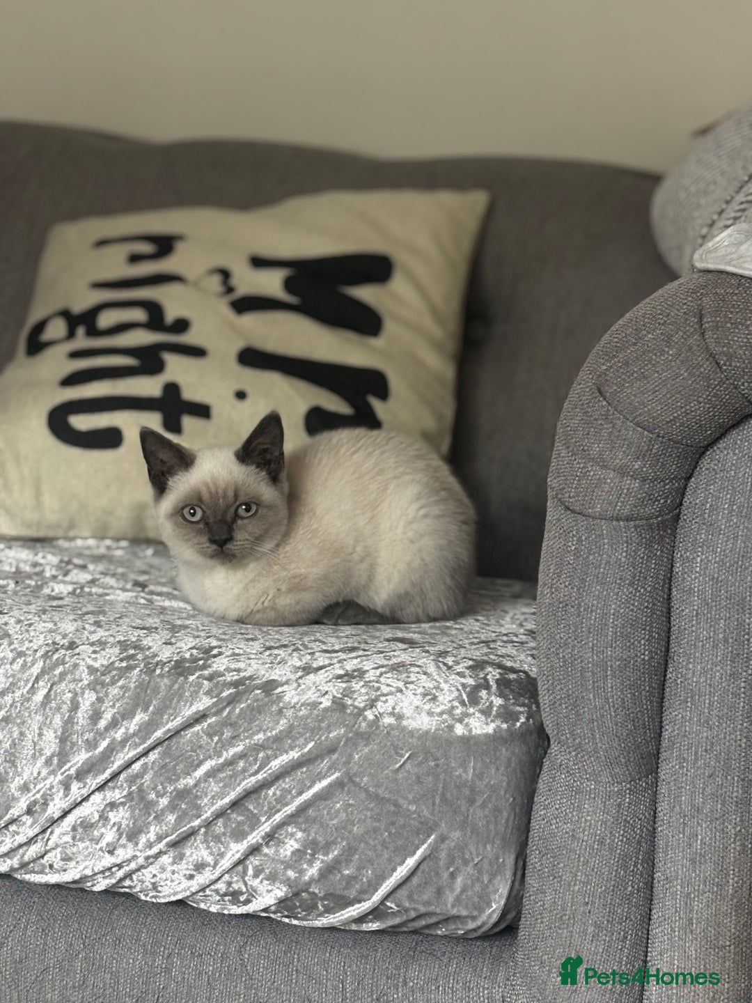 British Shorthair cats for sale: Gorgeous BSH cross kittens  - Image 1